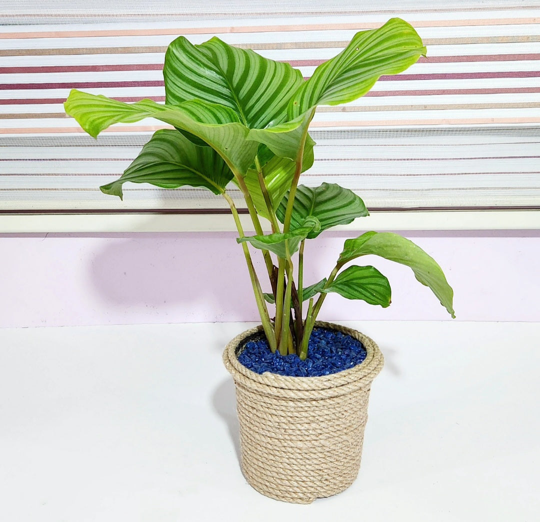 Calathea orbifolia