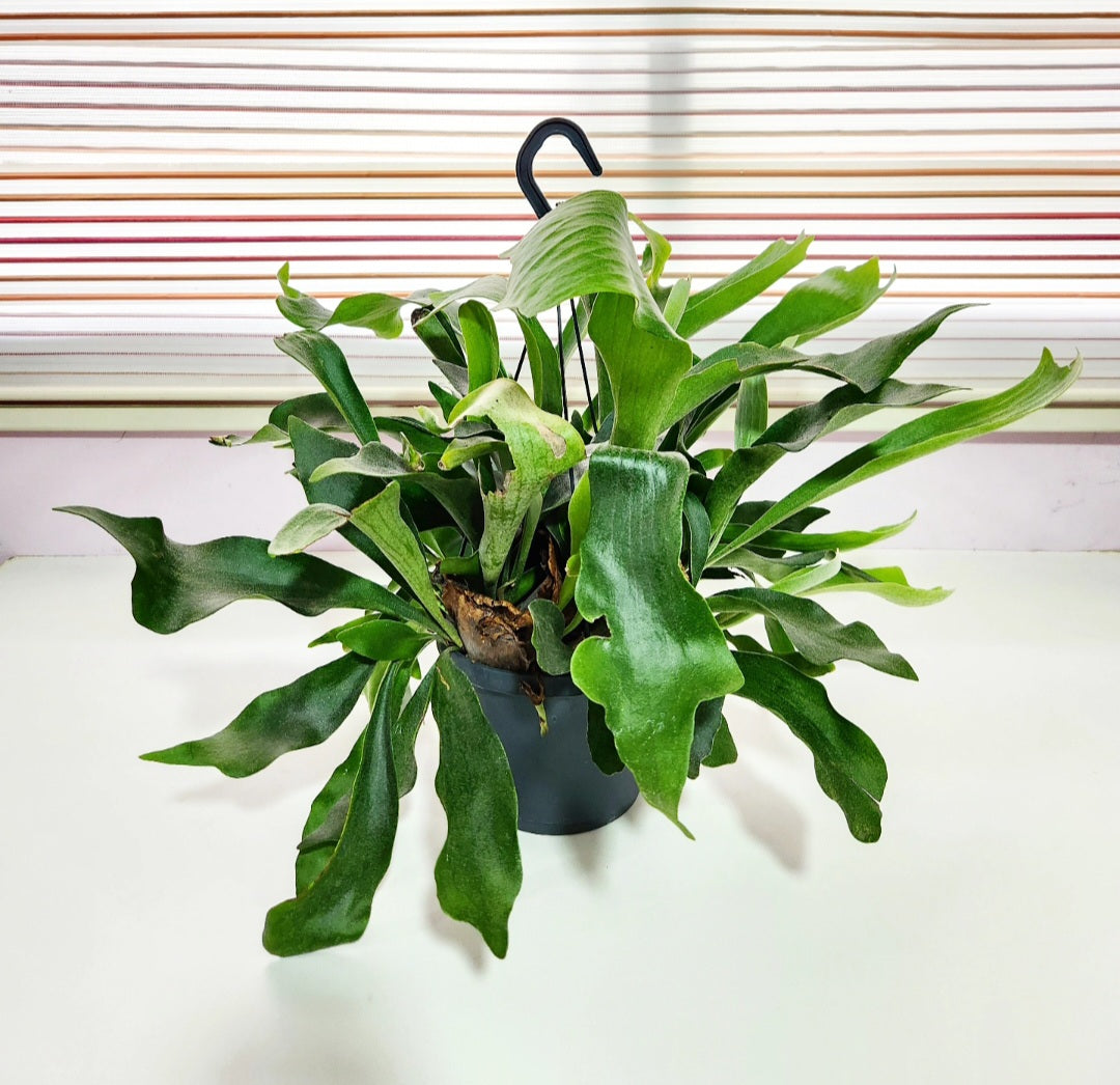 Platycerium (corne d'élan)