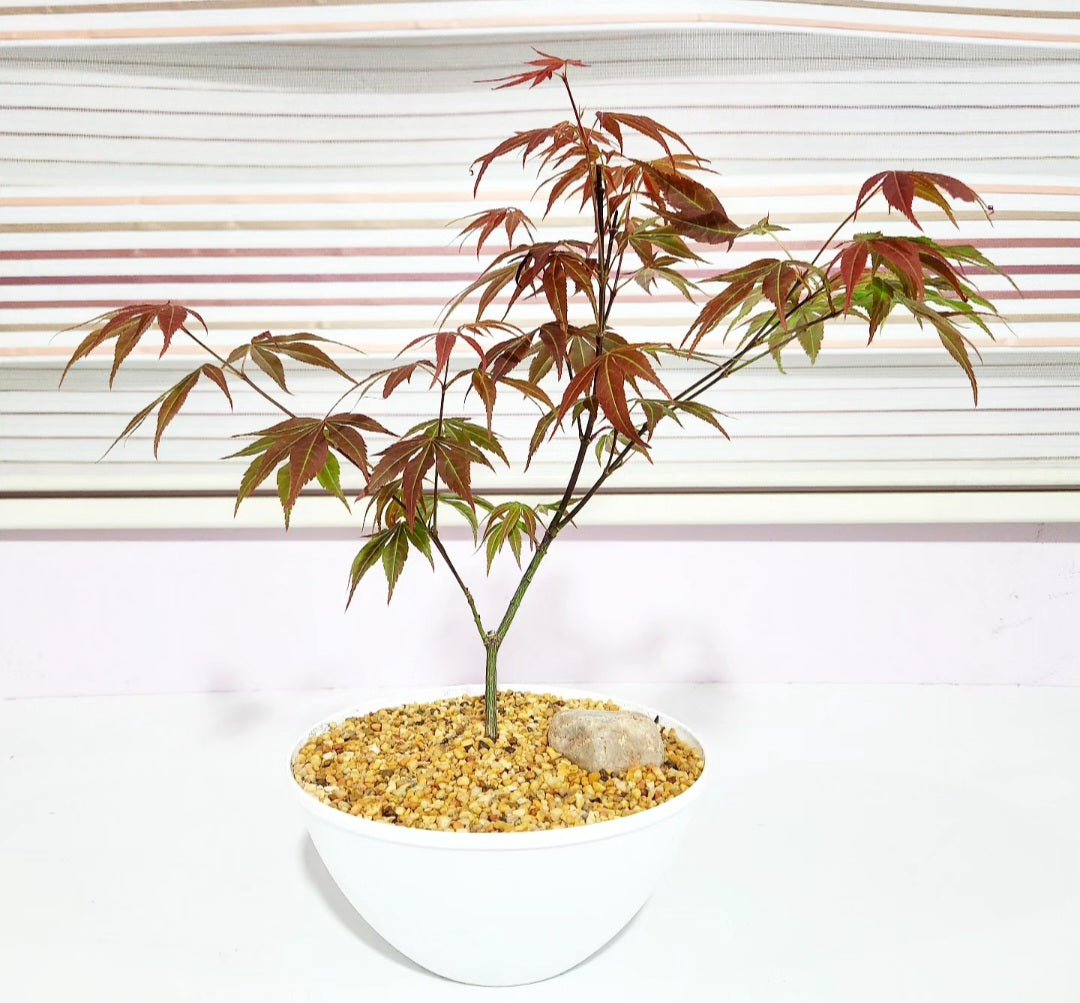Bonsaï Acer palmatum (erable)