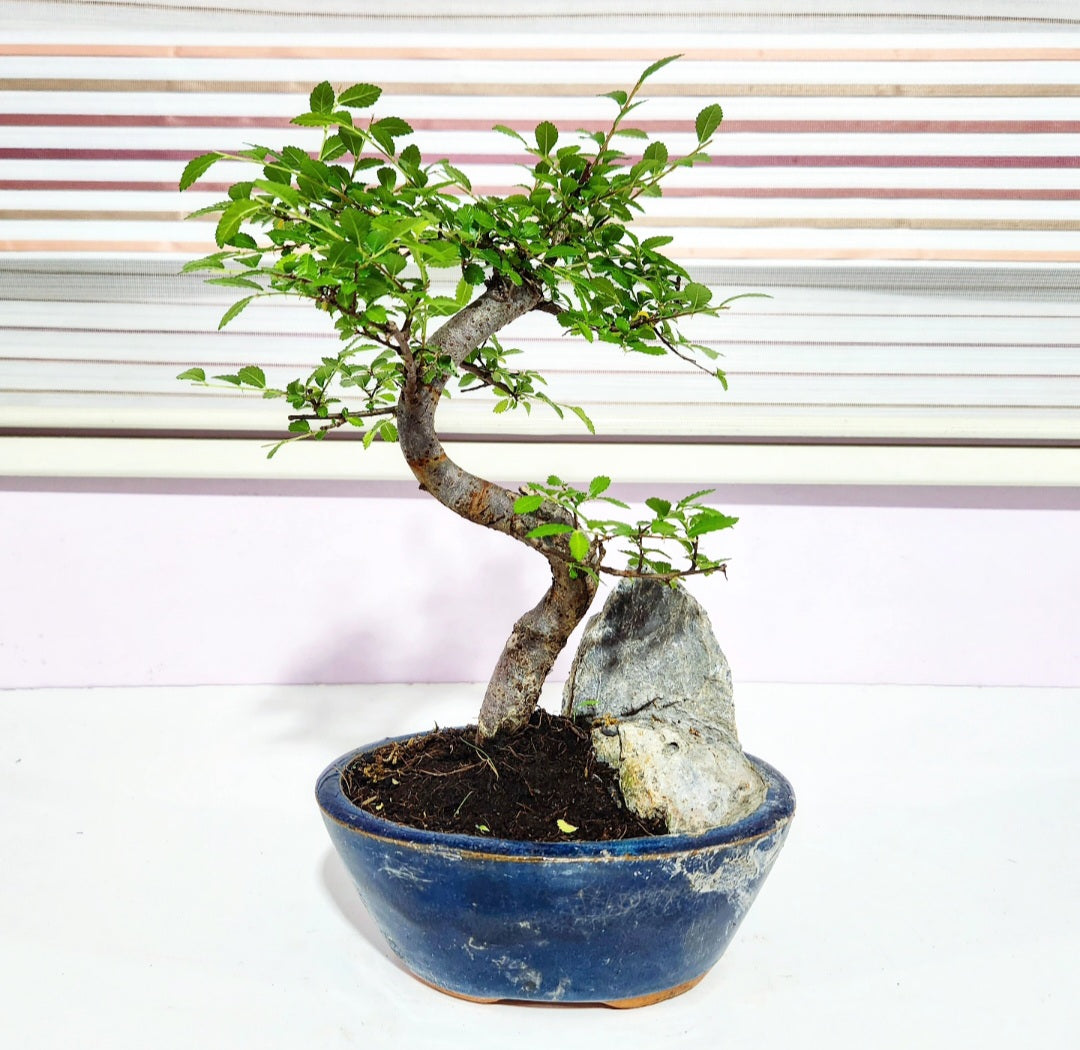 Bonsaï Ulmus (orme de chine)