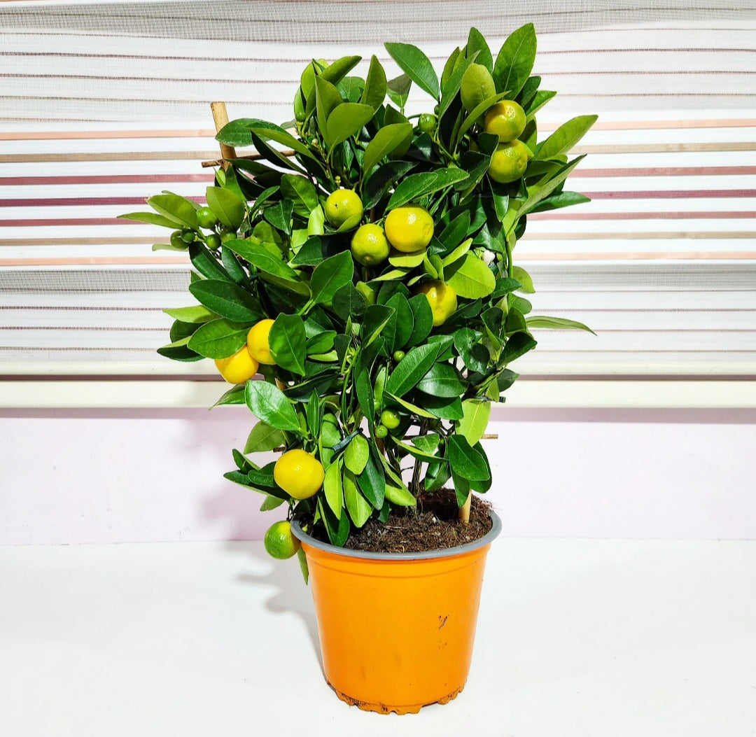 bonsai calamansi tree Bonsaï calamondino – Machtal Online