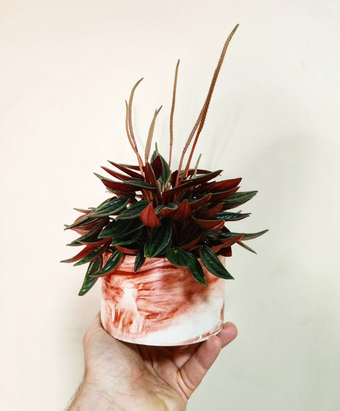 Peperomia caperata rosso