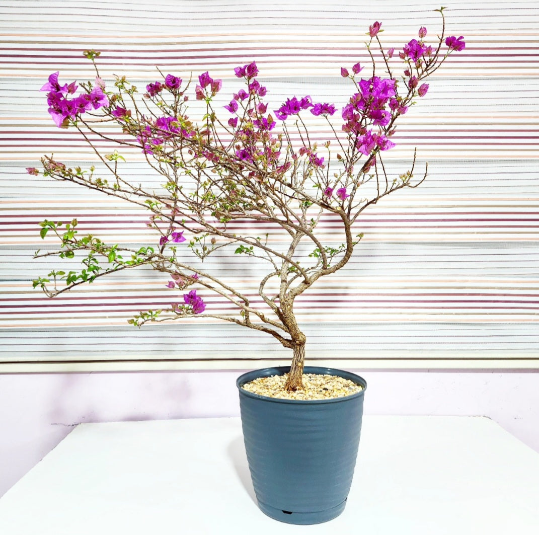 Bonsaï Bougainvillea