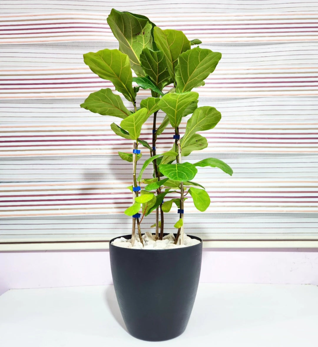 Ficus lyrata