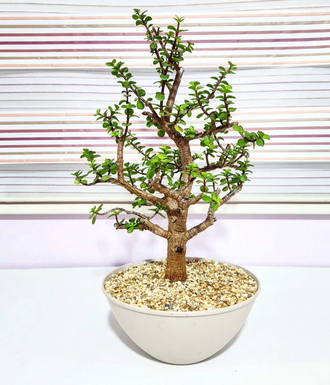Bonsaï Portulacaria