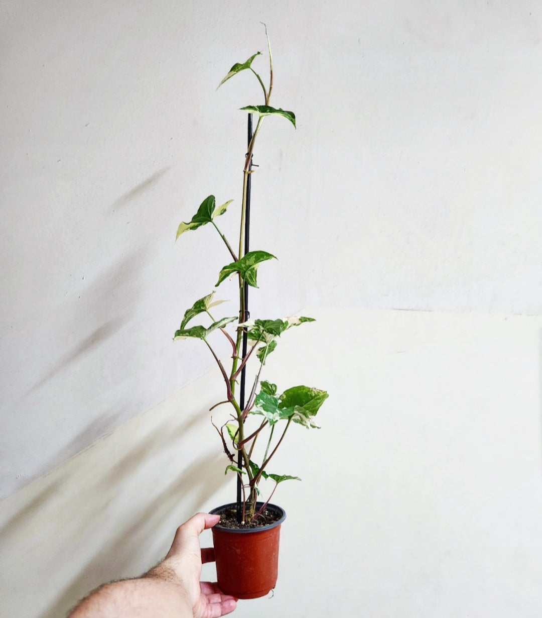Syngonium