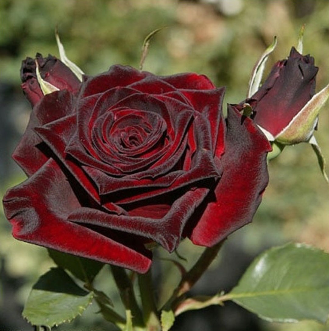 Rosier buisson