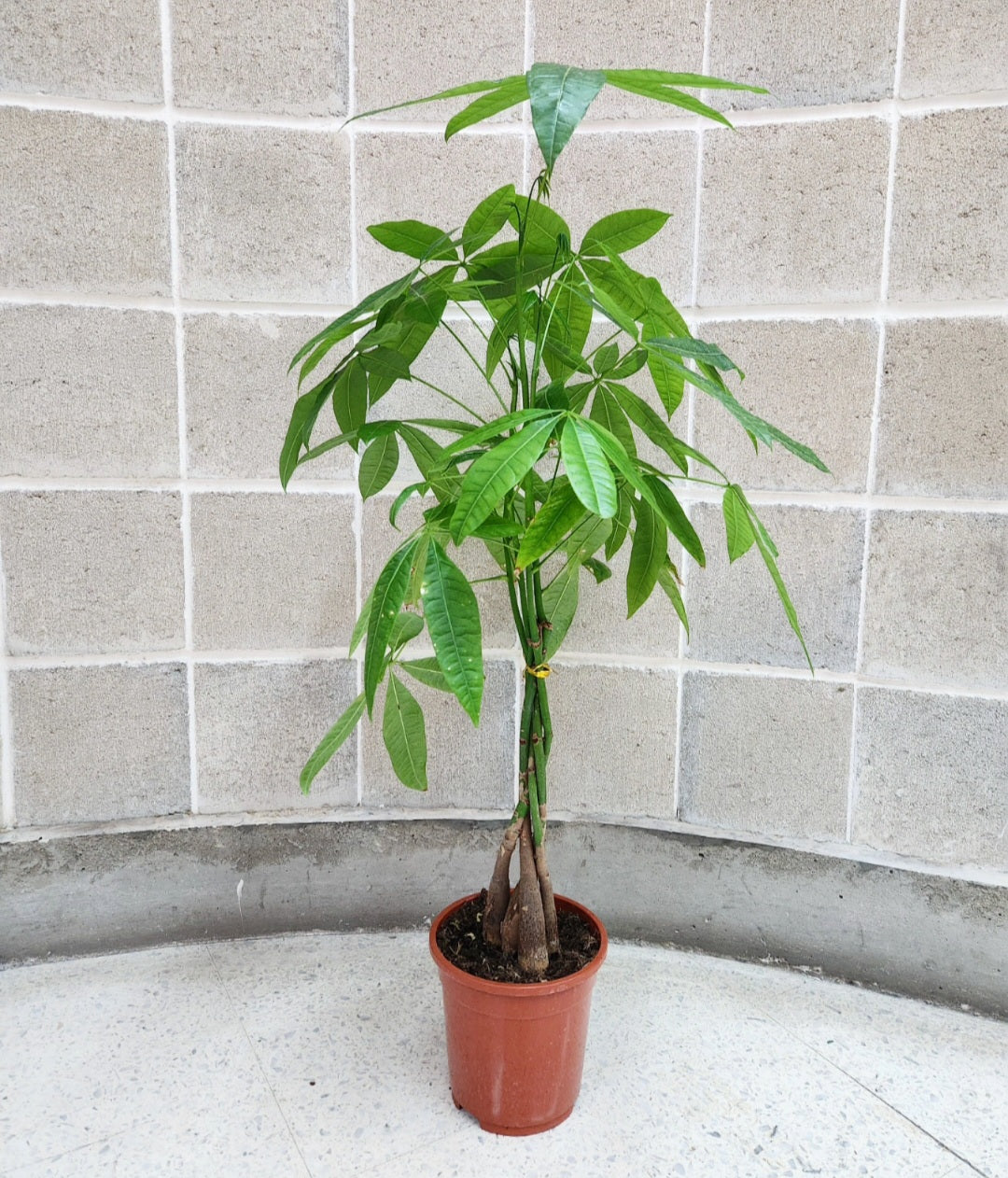 Pachira (money plant)