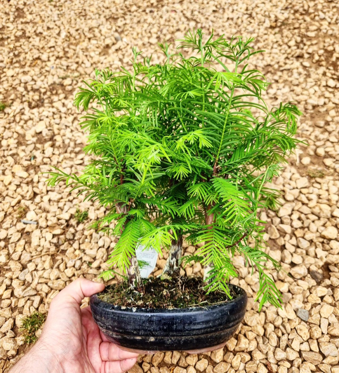 Bonsaï metasequoia
