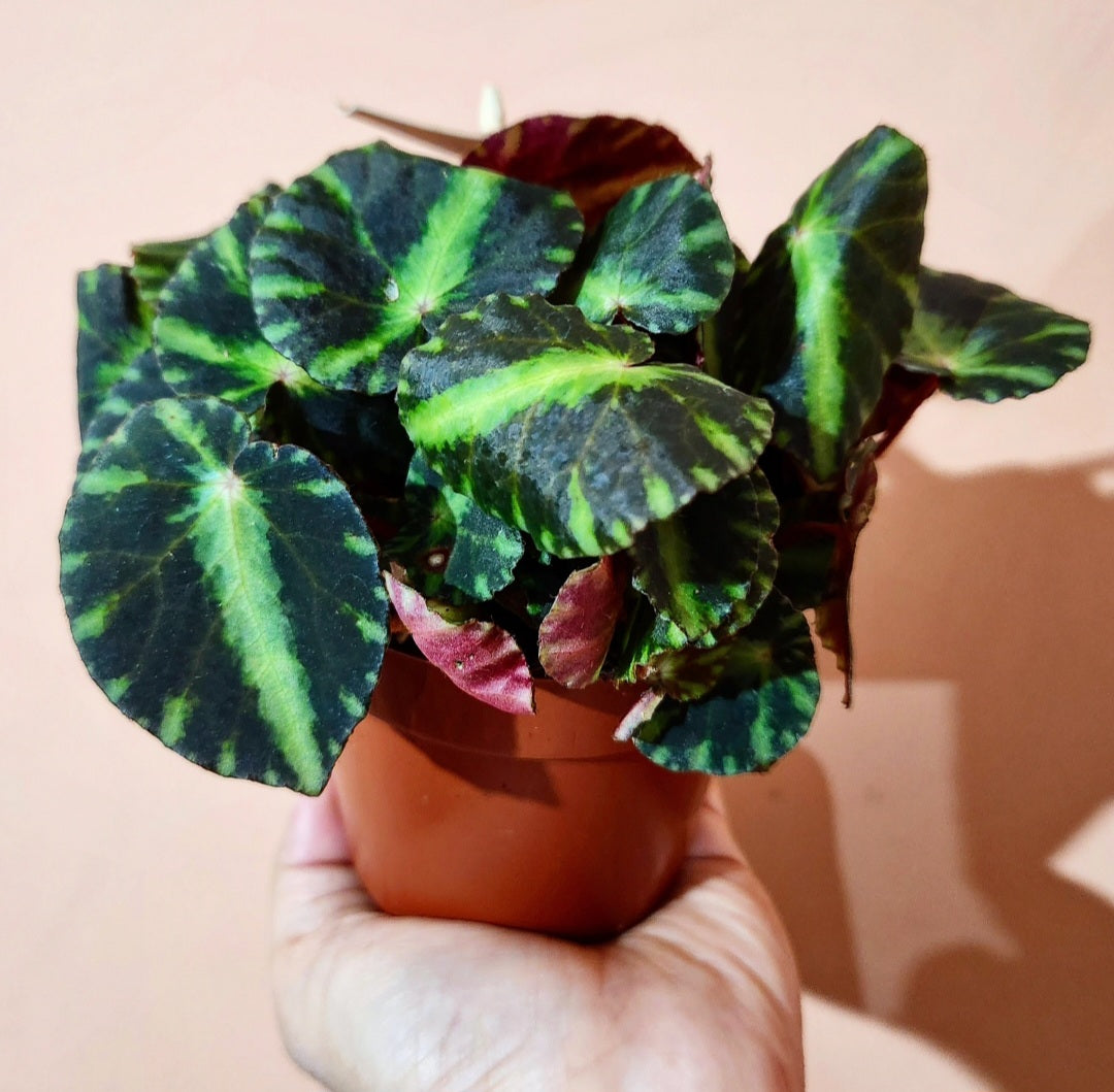 Begonia listada