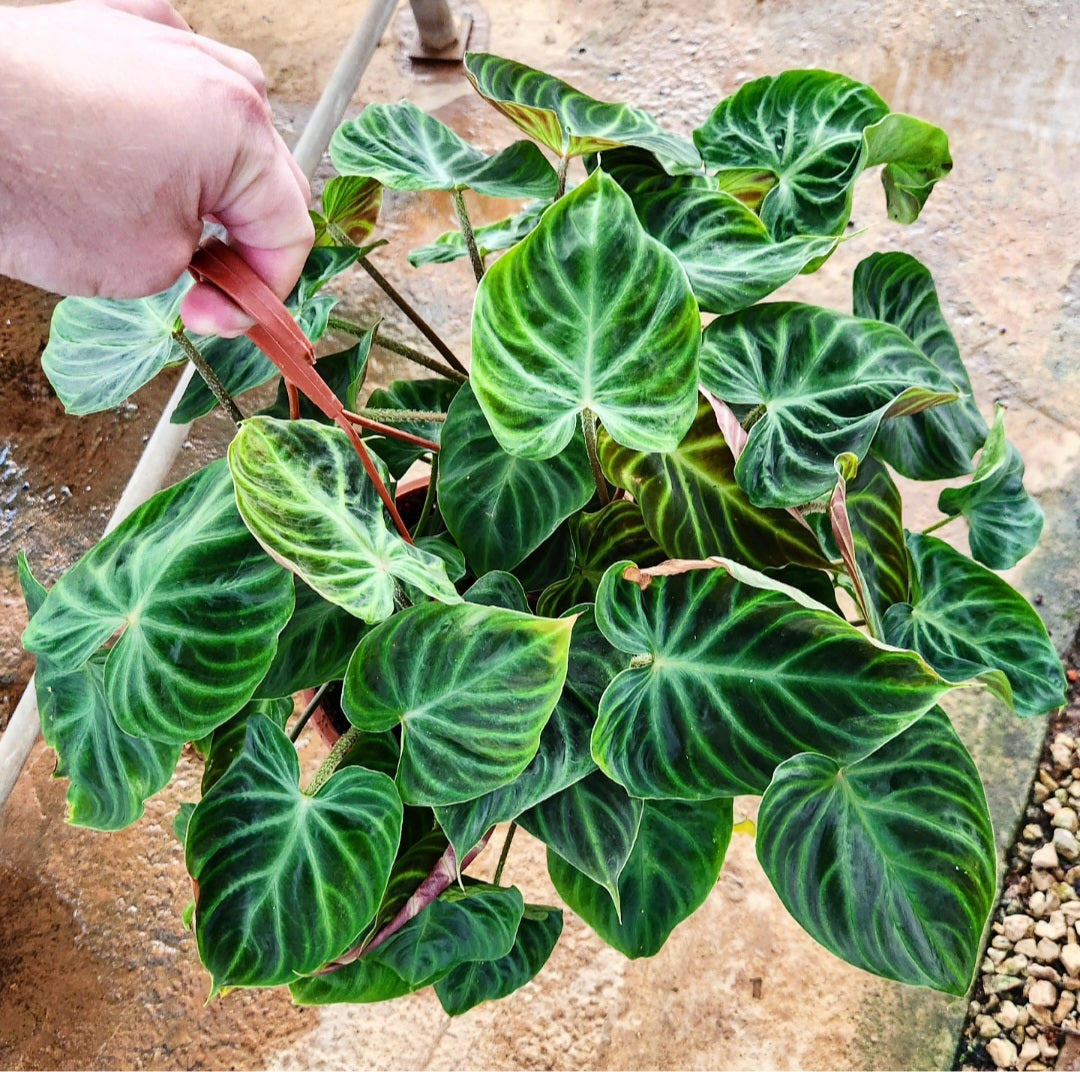 Philodendron verrucosum