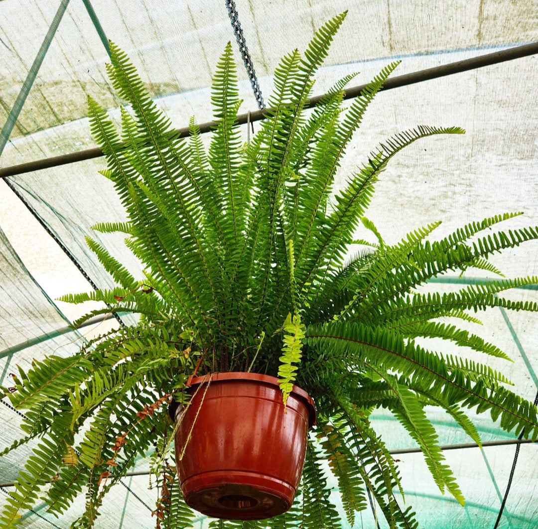 Fougère (fern)