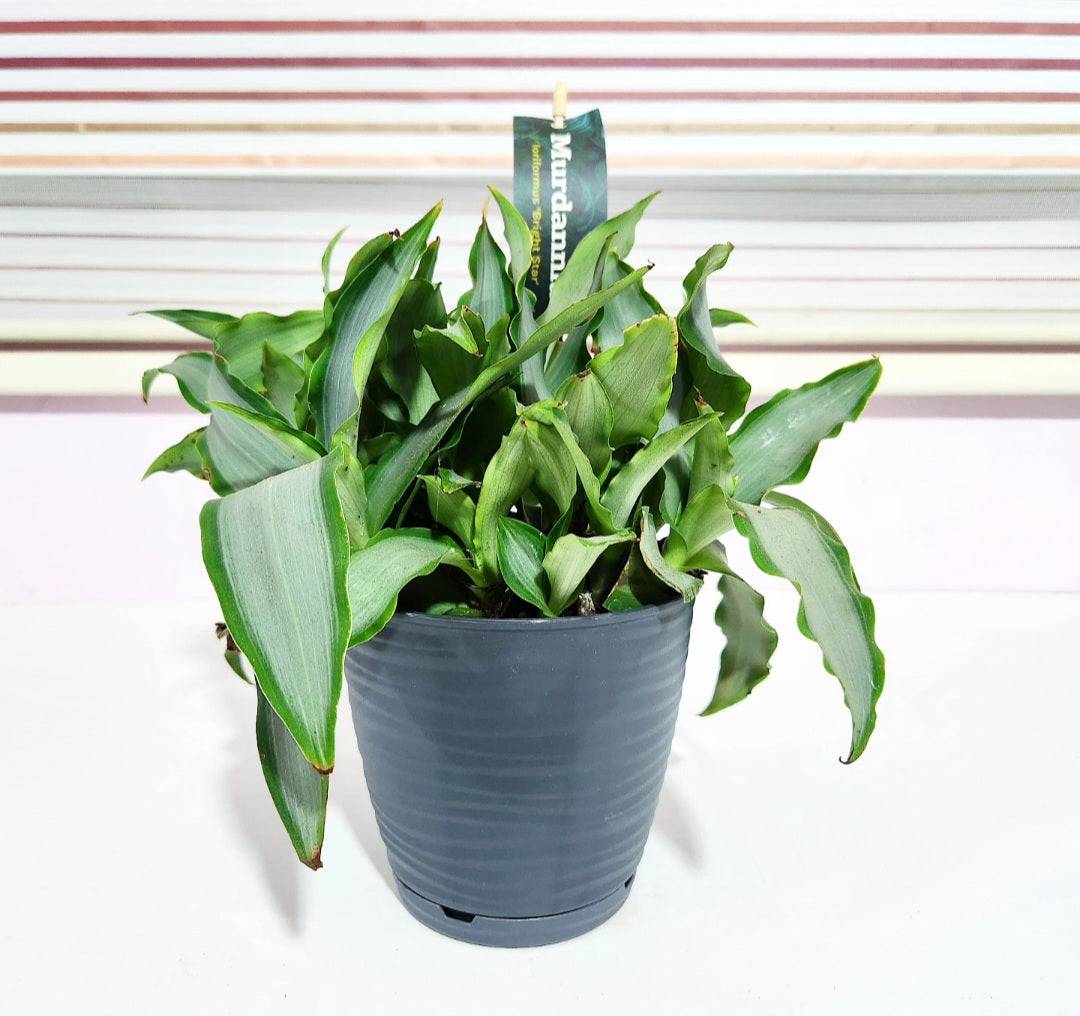 Murdannia loriformis