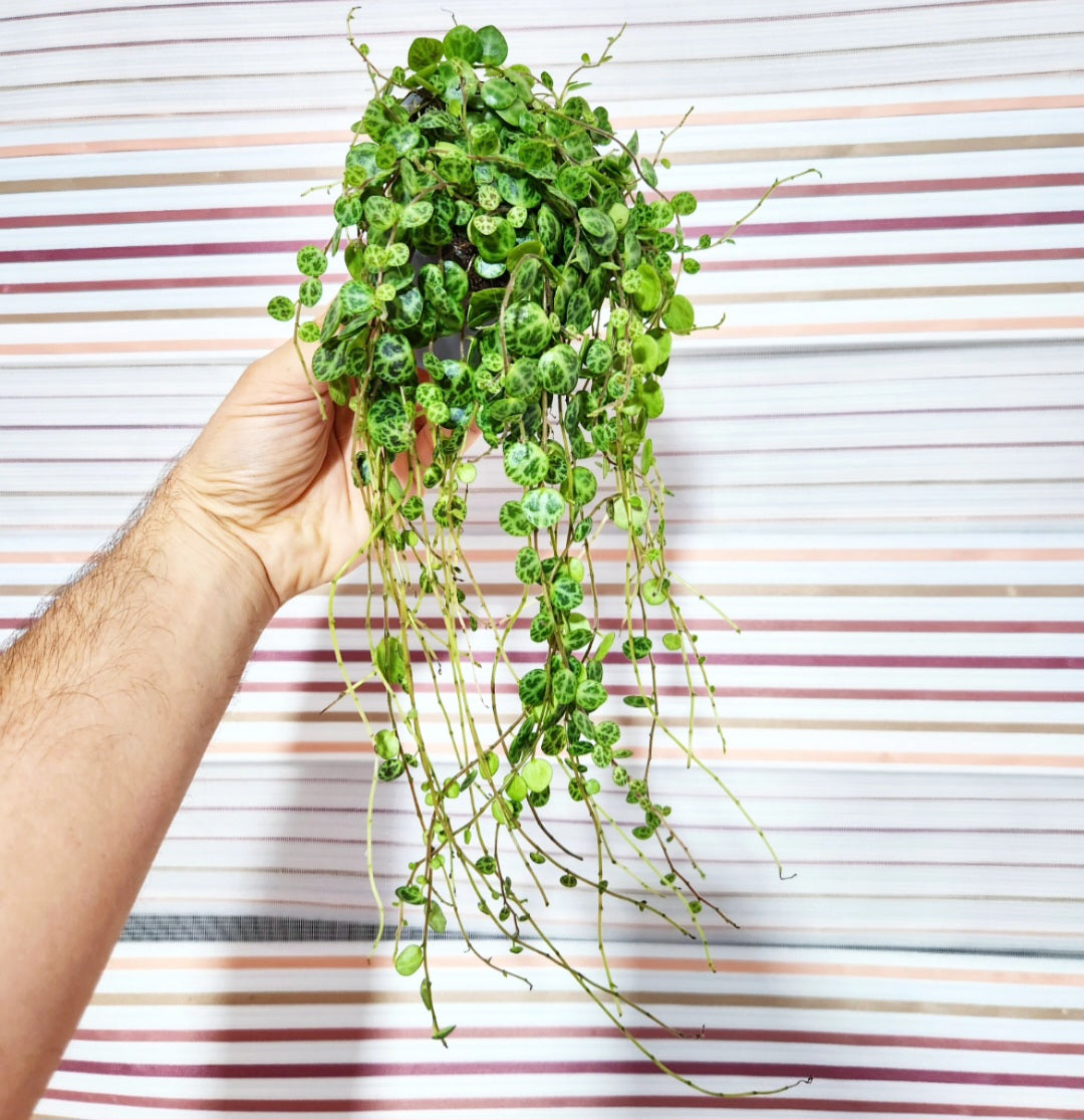 Peperomia prostrata (chaîne de tortues)