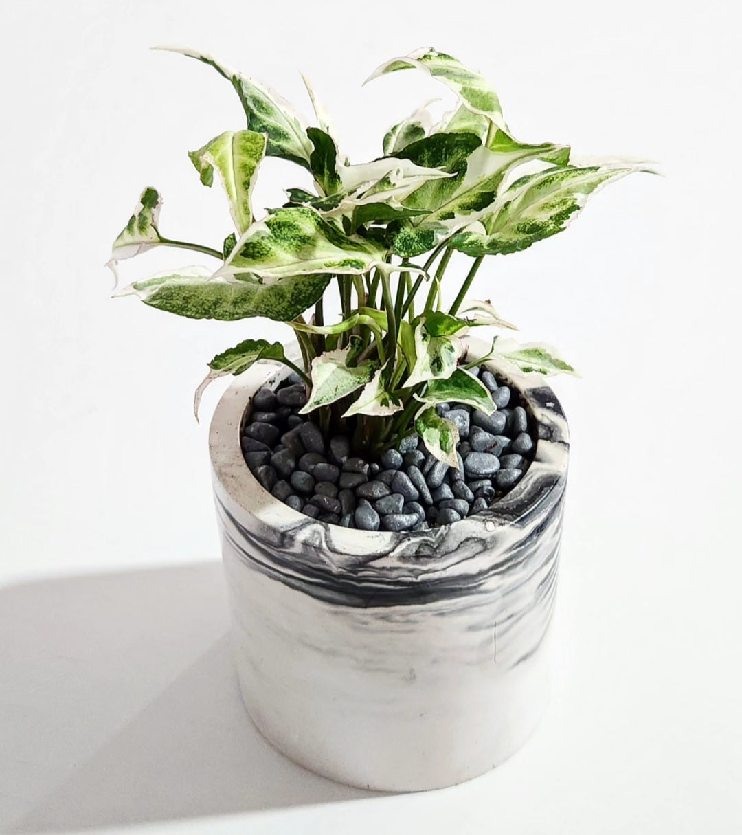Syngonium