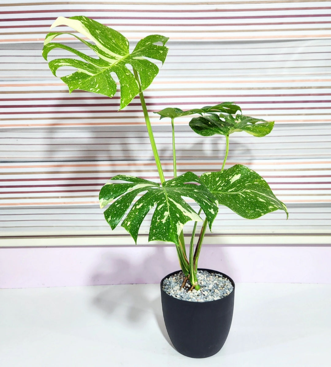 Monstera variegata thai constellation