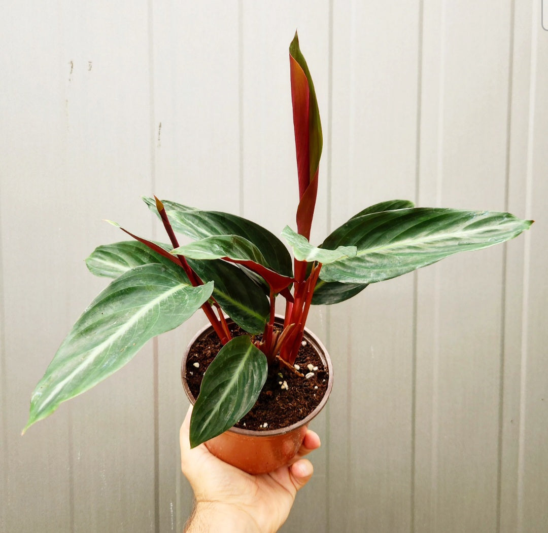 Calathea stromanthe sanguinea