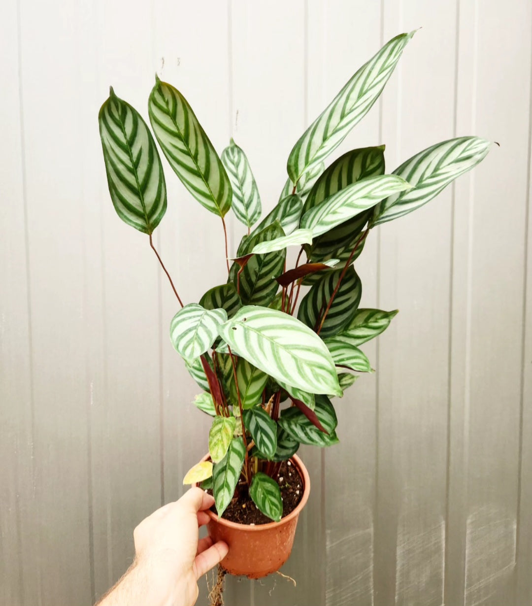 Calathea ctenanthe oppenheimiana