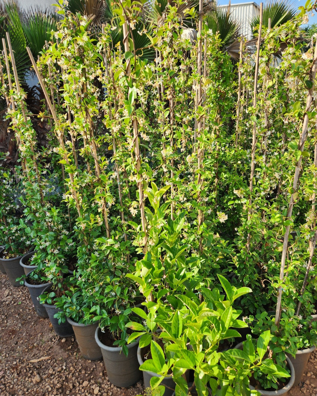 Trachelospermum jasminoides