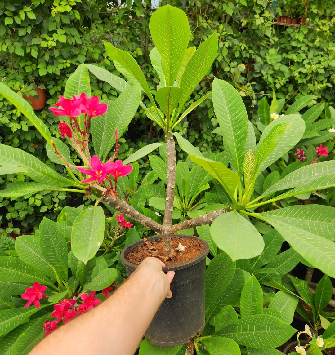 Plumeria (frangipanier)