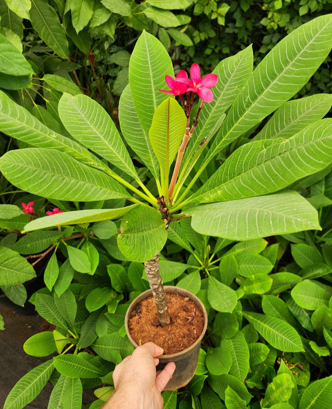 Plumeria (frangipanier)