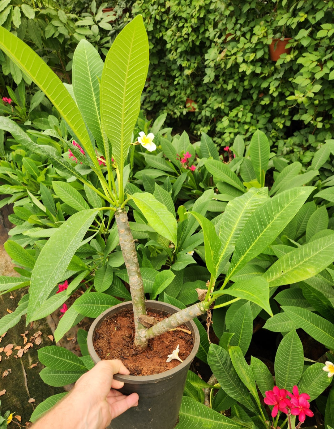 Plumeria (frangipanier)