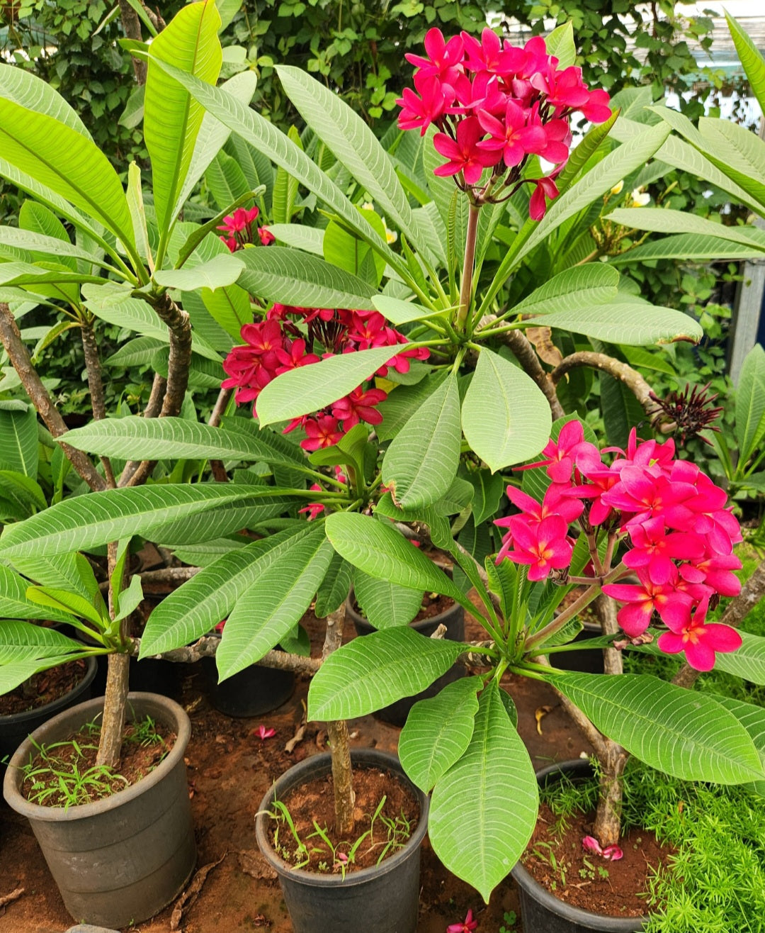 Plumeria (frangipanier)
