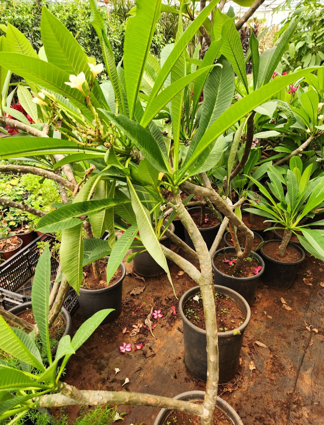 Plumeria (frangipanier)