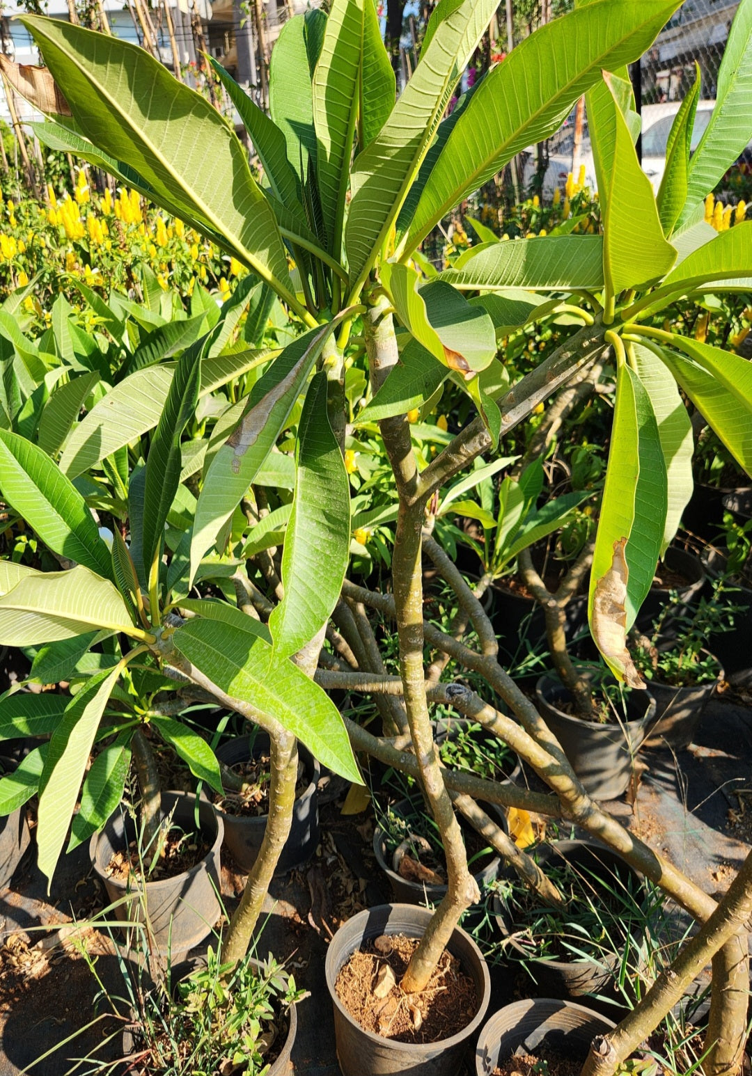 Plumeria (frangipanier)