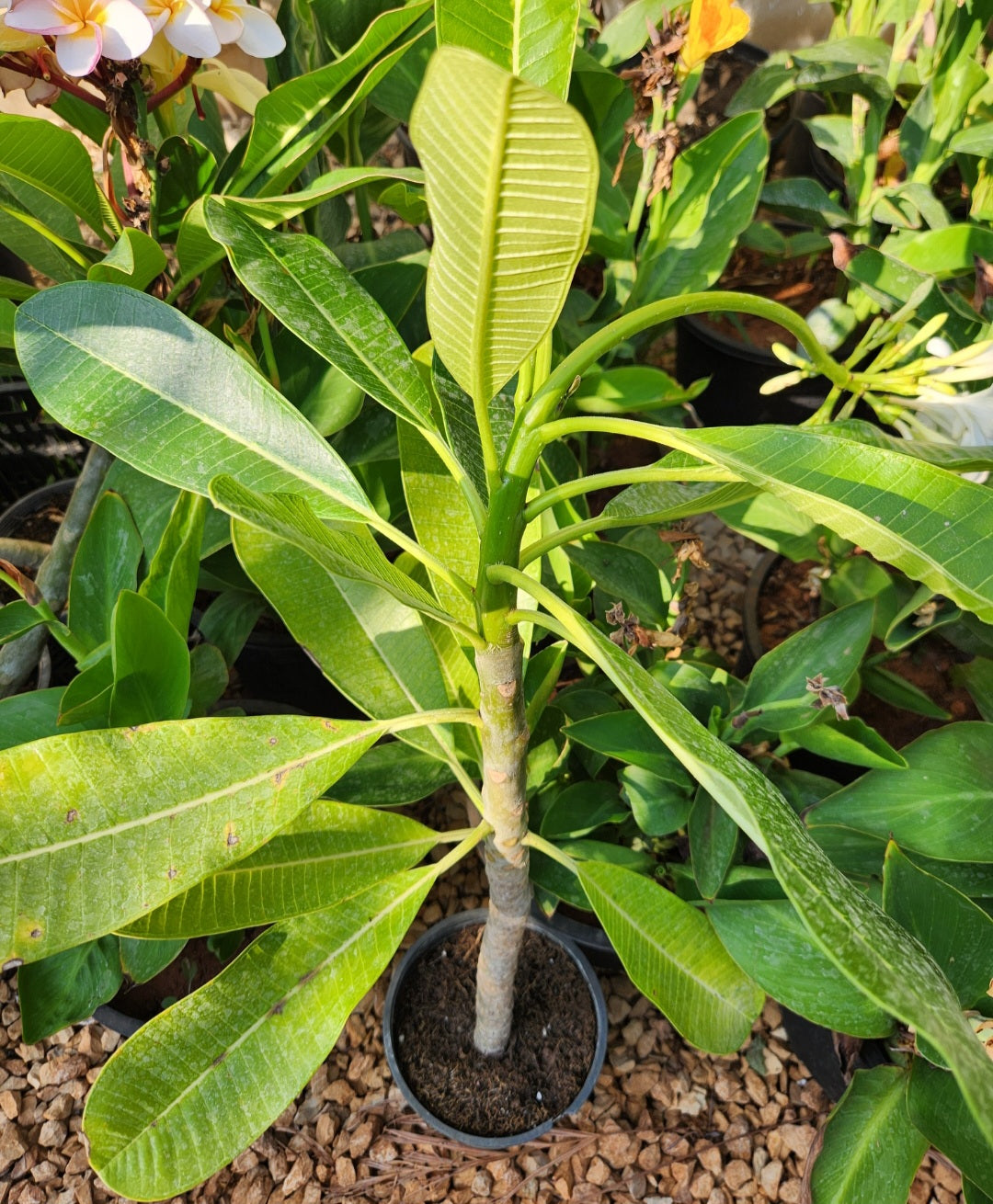 Plumeria (frangipanier)