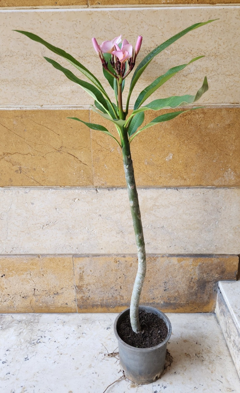 Plumeria (frangipanier)