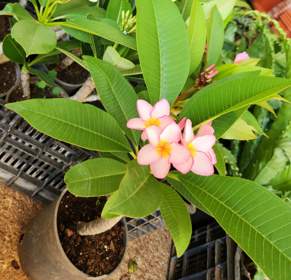 Plumeria (frangipanier)