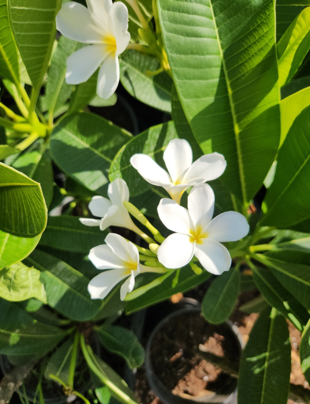 Plumeria (frangipanier)