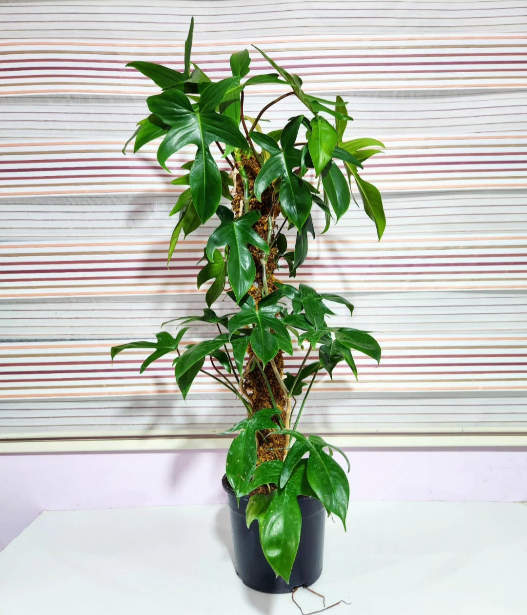 Philodendron pedatum