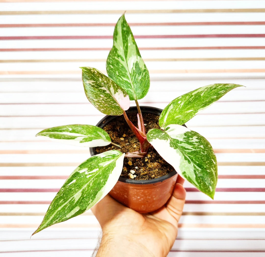 Philodendron pink marble