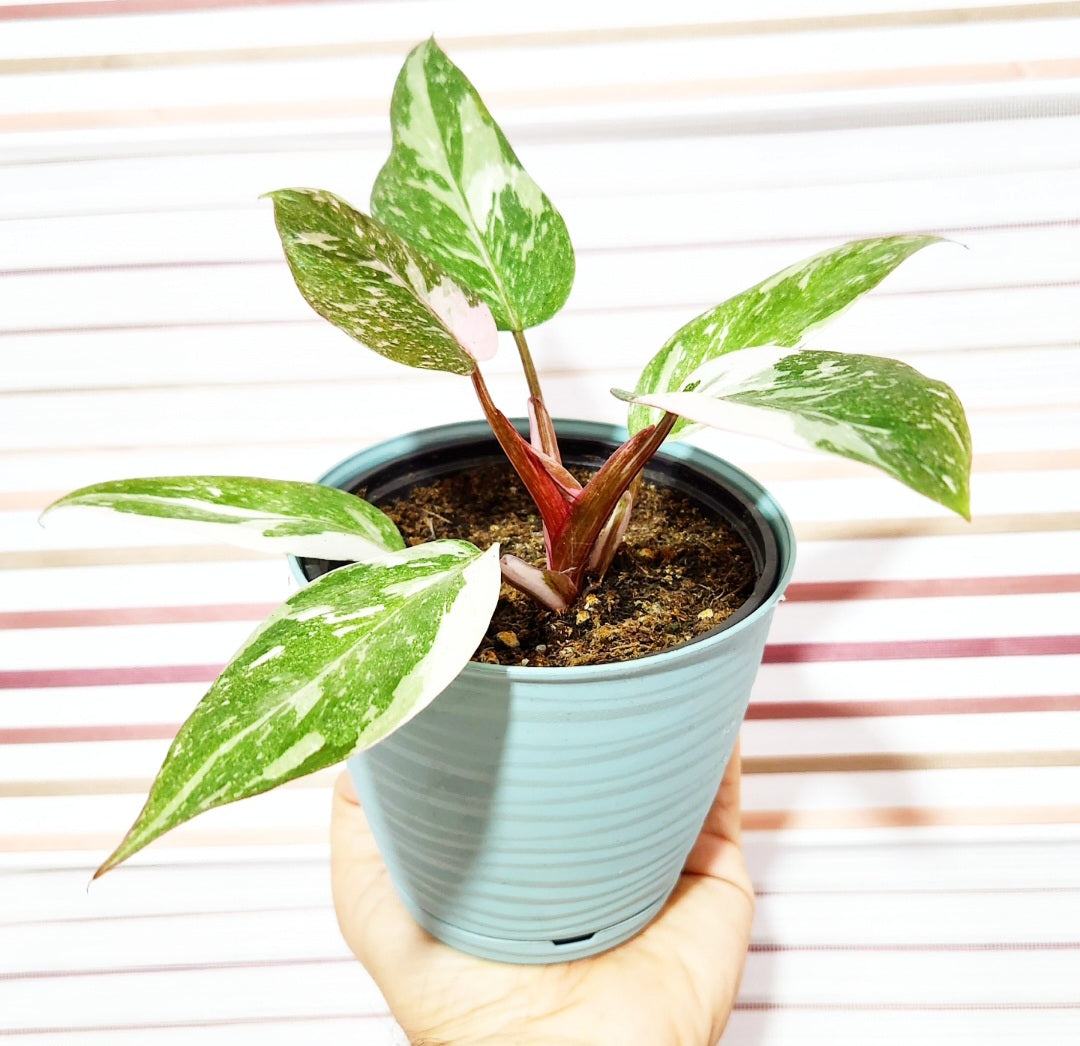 Philodendron pink marble
