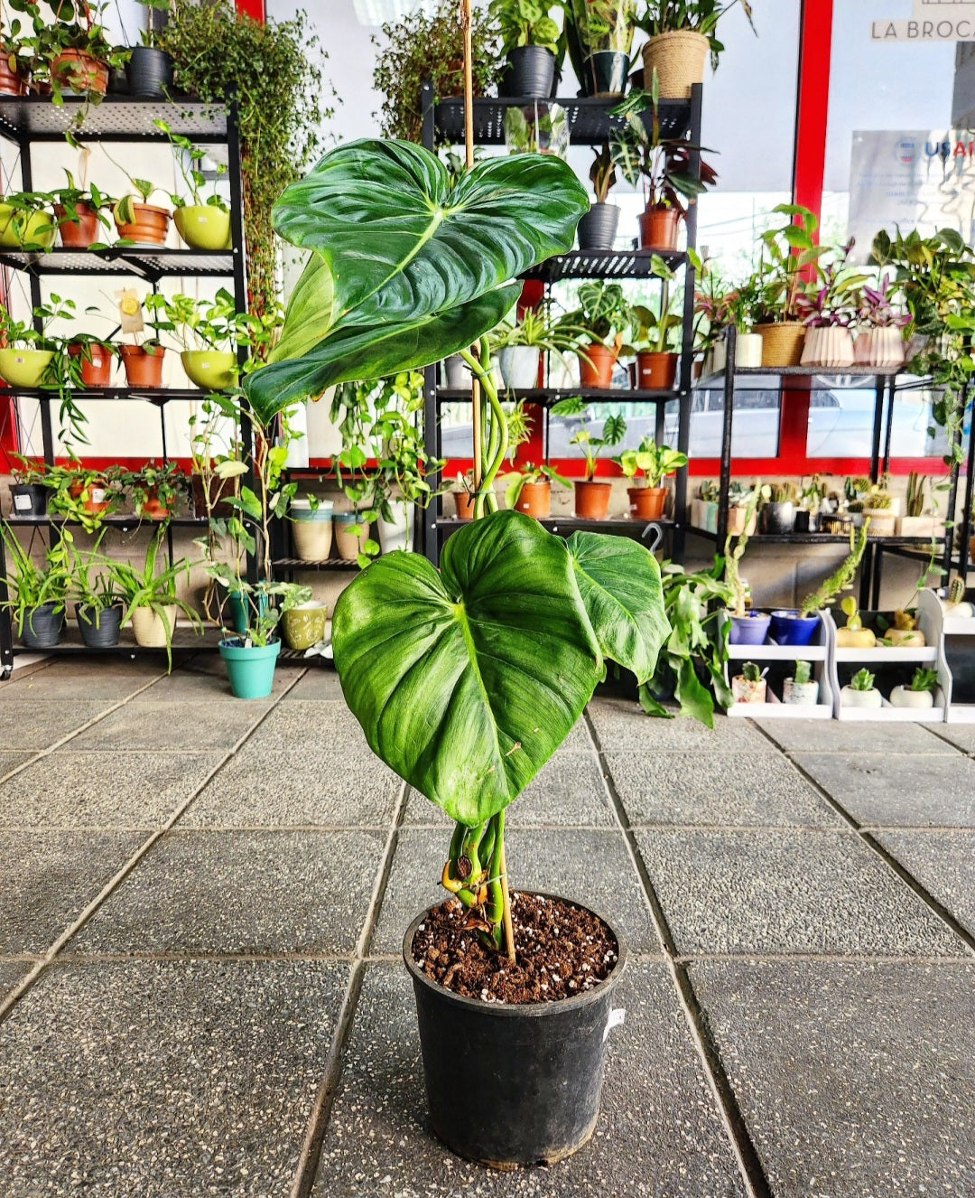 Philodendron plowmanii