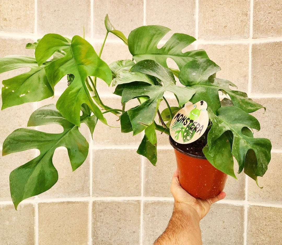 Rhaphidophora tetrasperma (mini monstera)