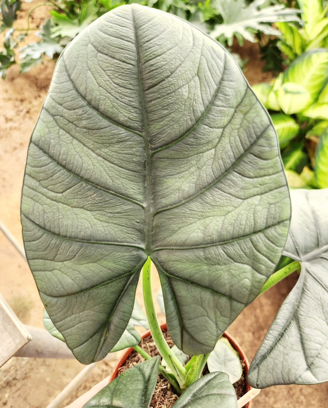 Alocasia reginea
