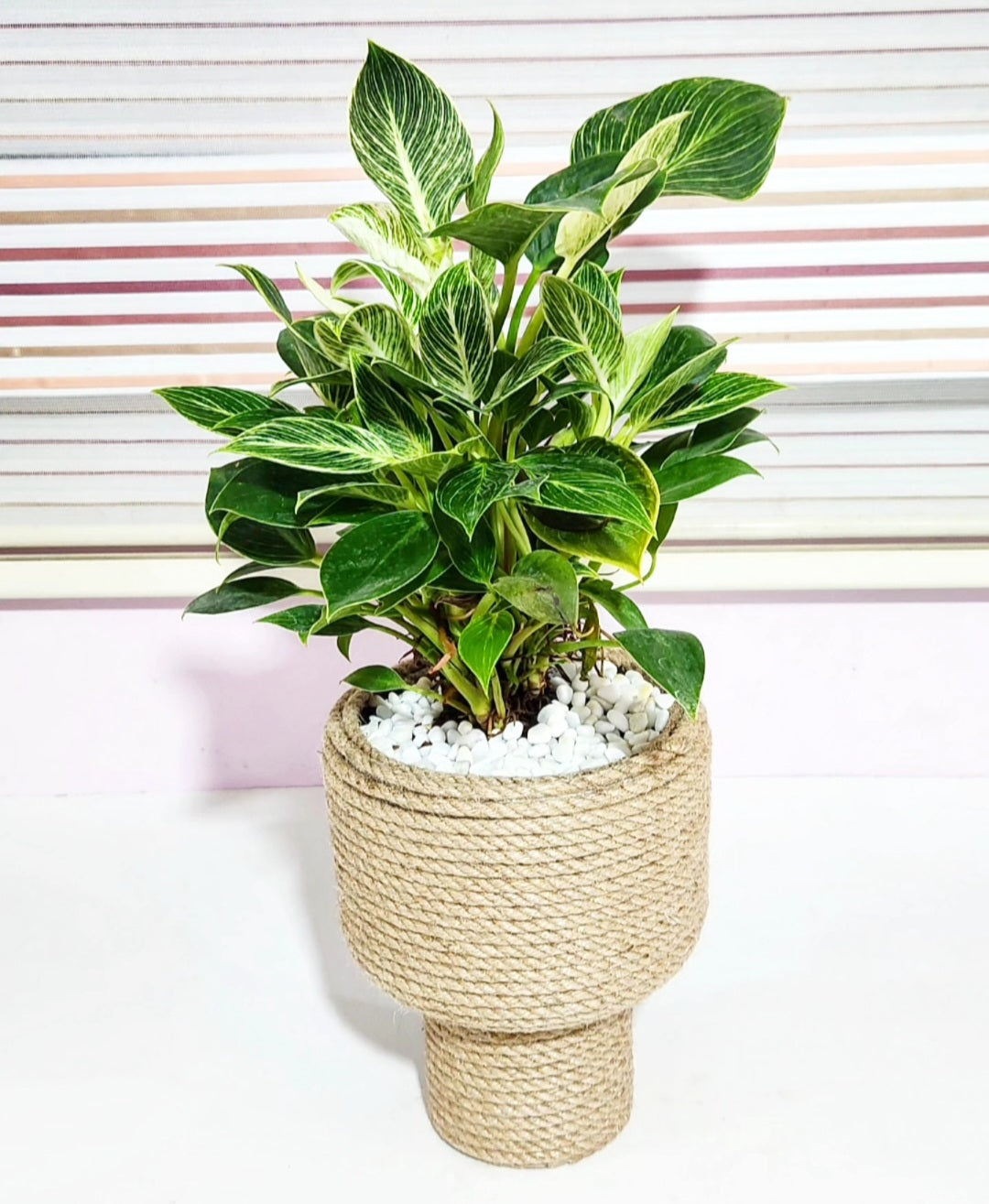 Philodendron birkin