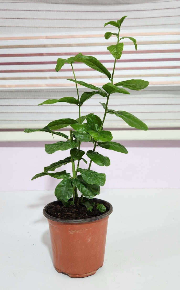 Jasminum sambac (fel)