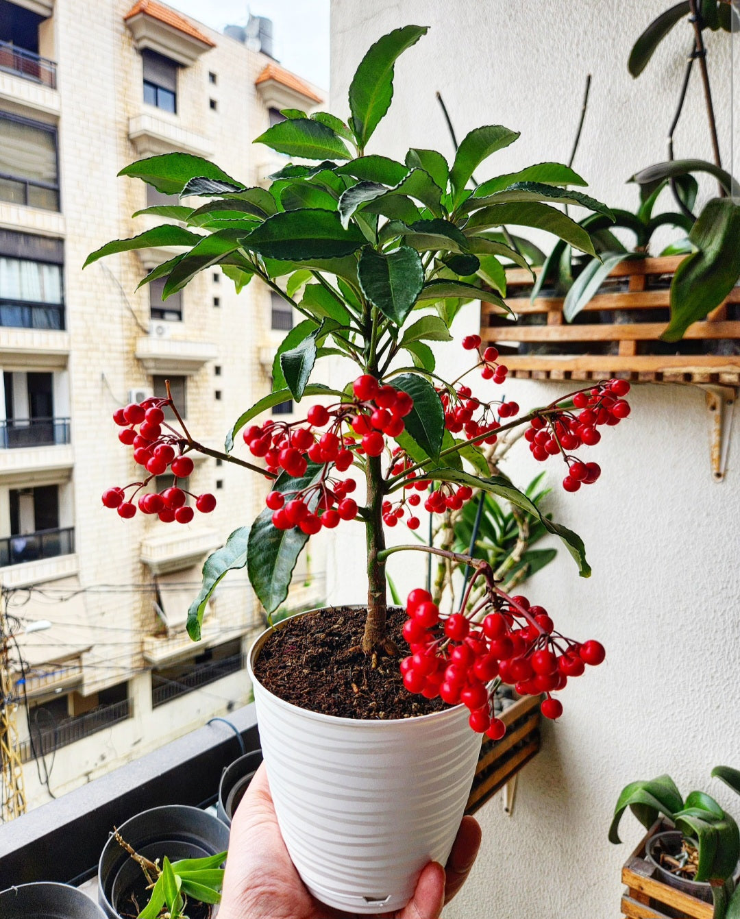 Ardisia crenata