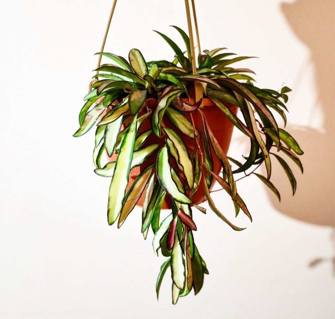Hoya wayetii tricolor