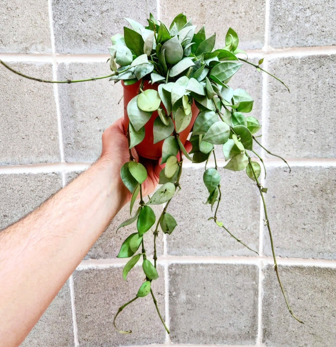 Hoya krohniana silver eskimo