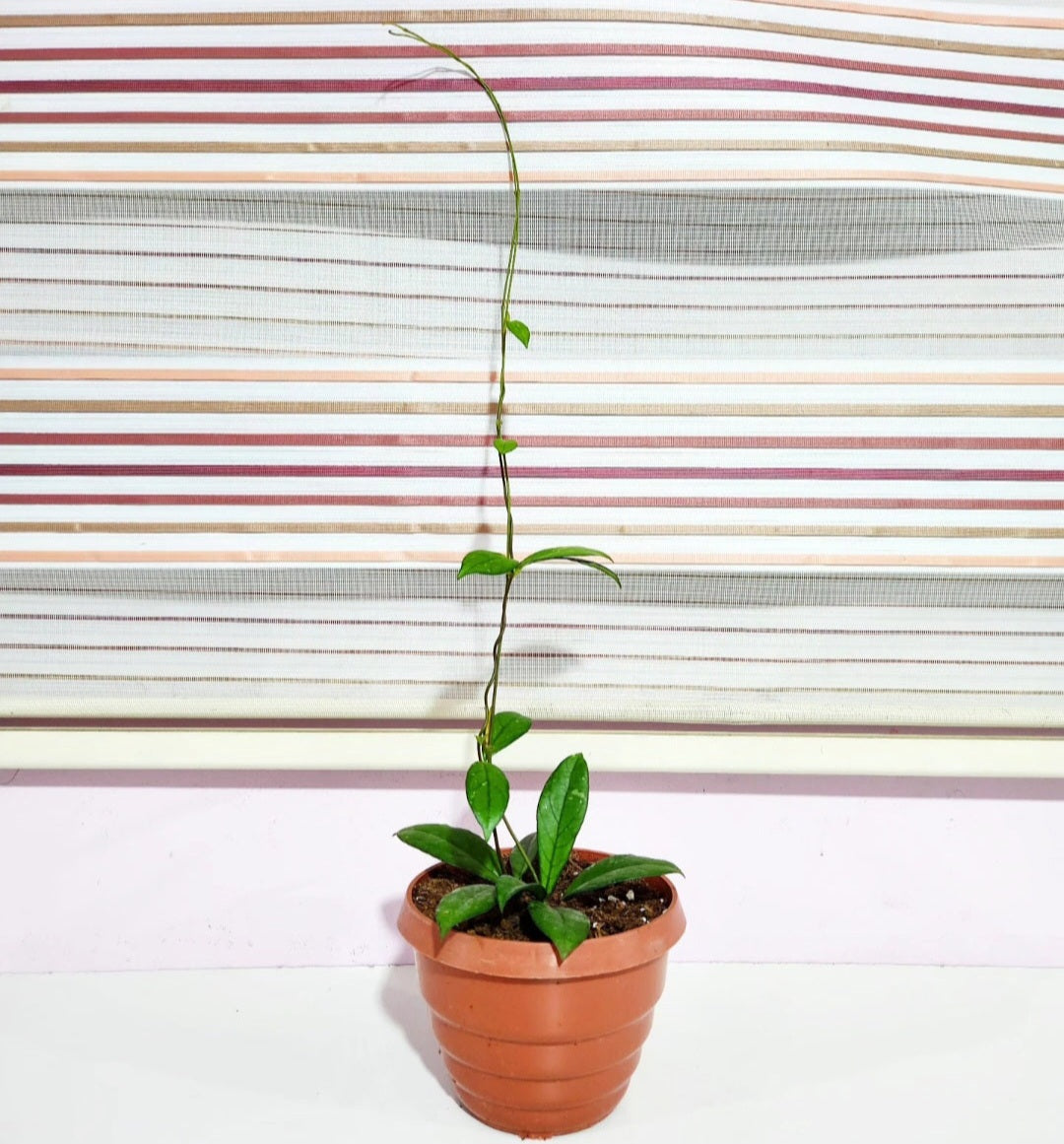 Hoya hainanensis crassipetiolata