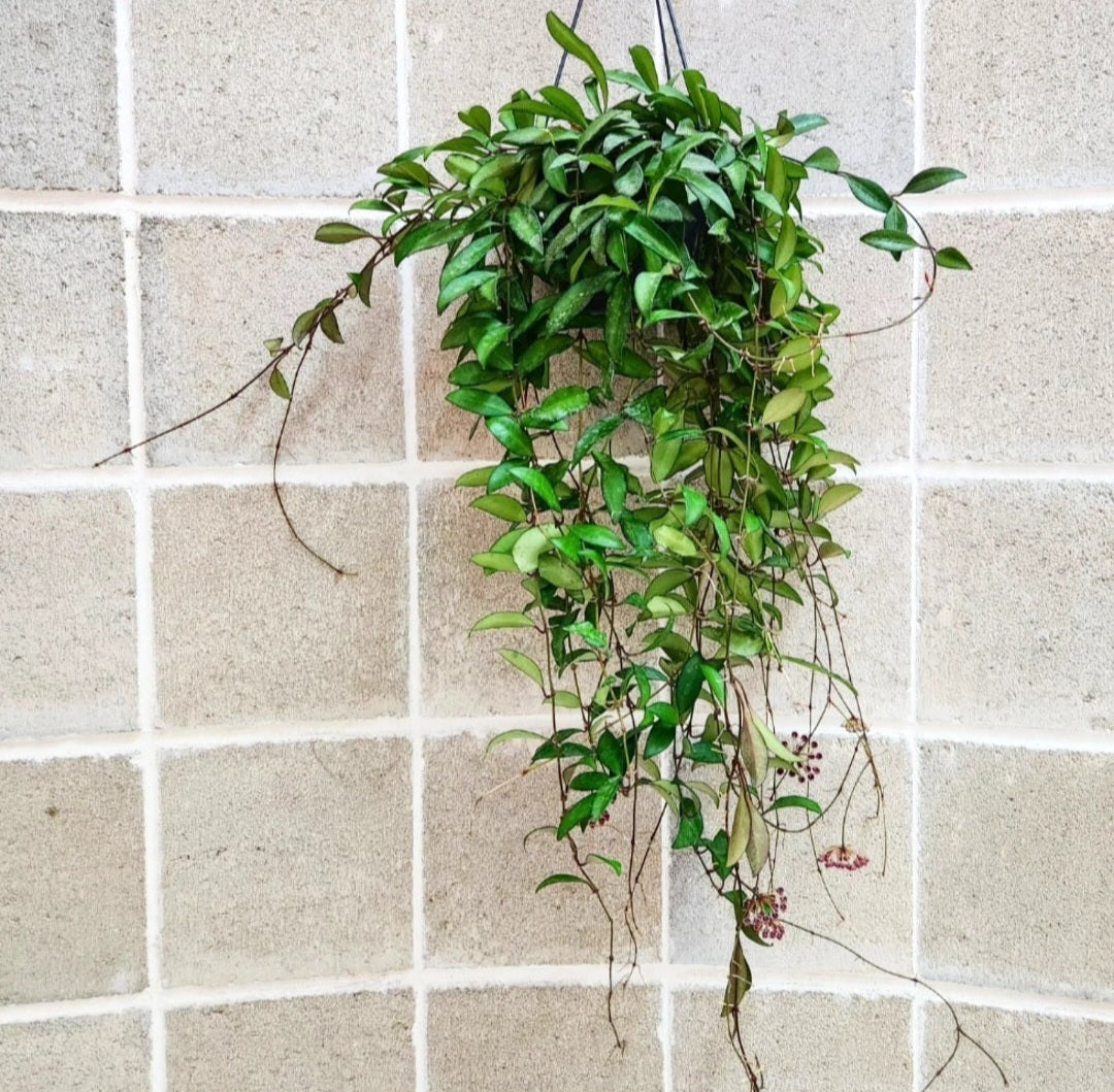 Hoya rosita