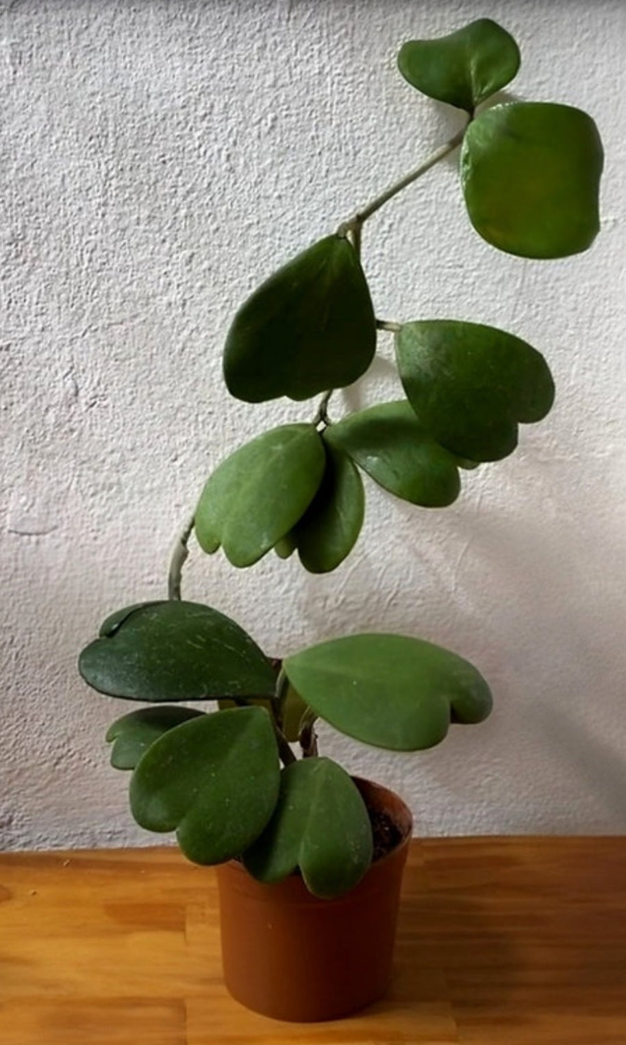 Hoya kerrii