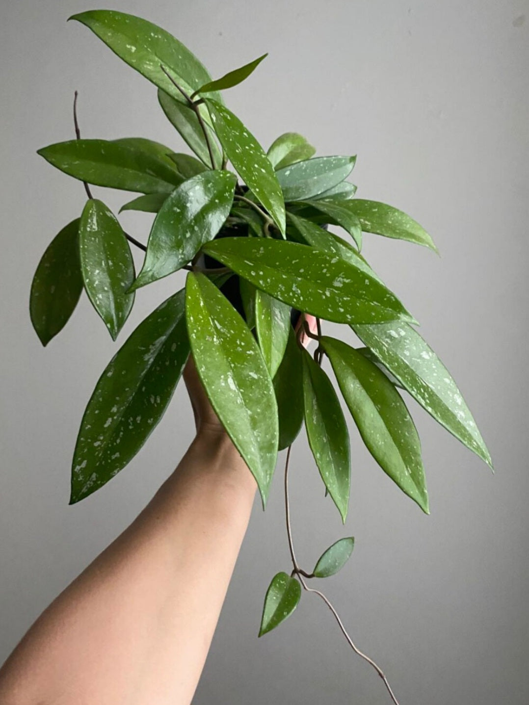 Hoya puplicalyx chimera