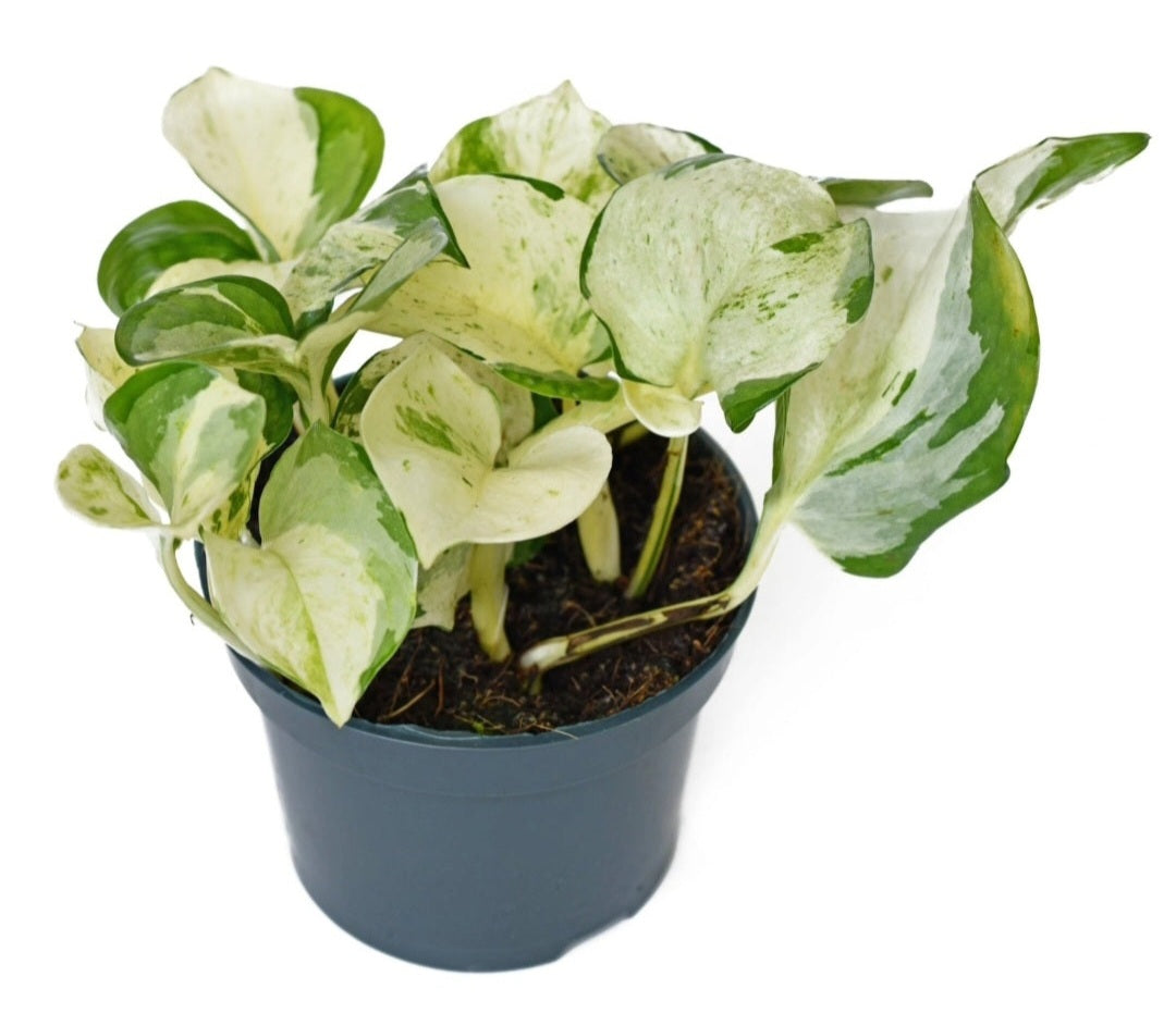 where to buy manjula pothos Pothos Manjula, 4" Plant