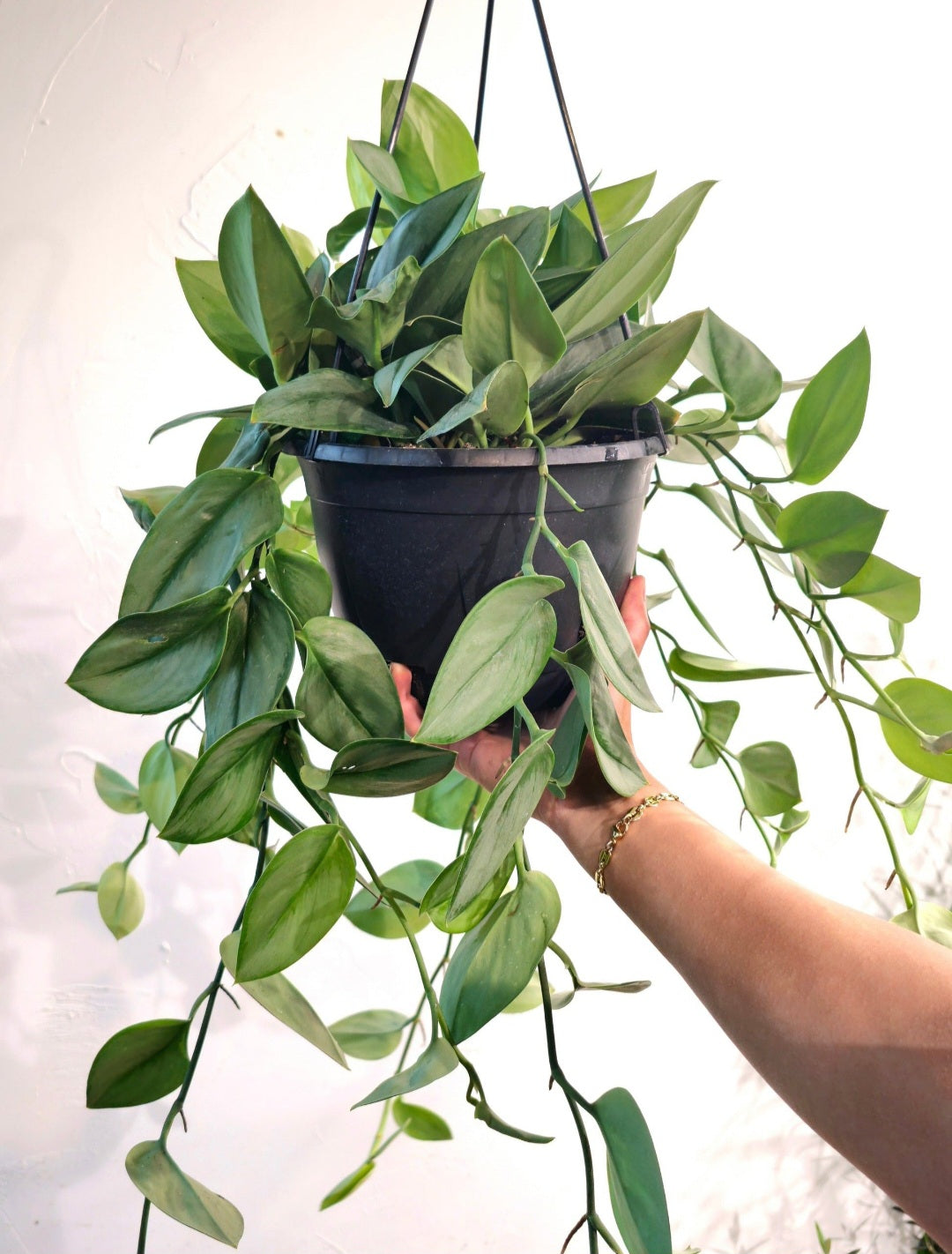 treubii moonlight pothos Scindapsus treubii moonlight – Machtal Online